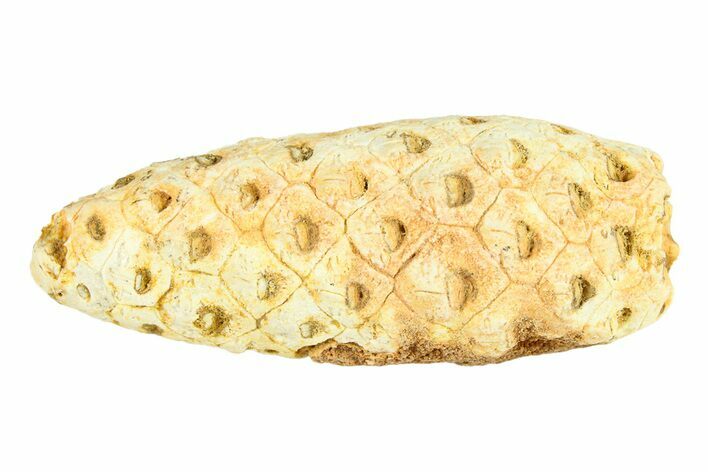 Fossil Seed Cone (Or Aggregate Fruit) - Morocco #288795